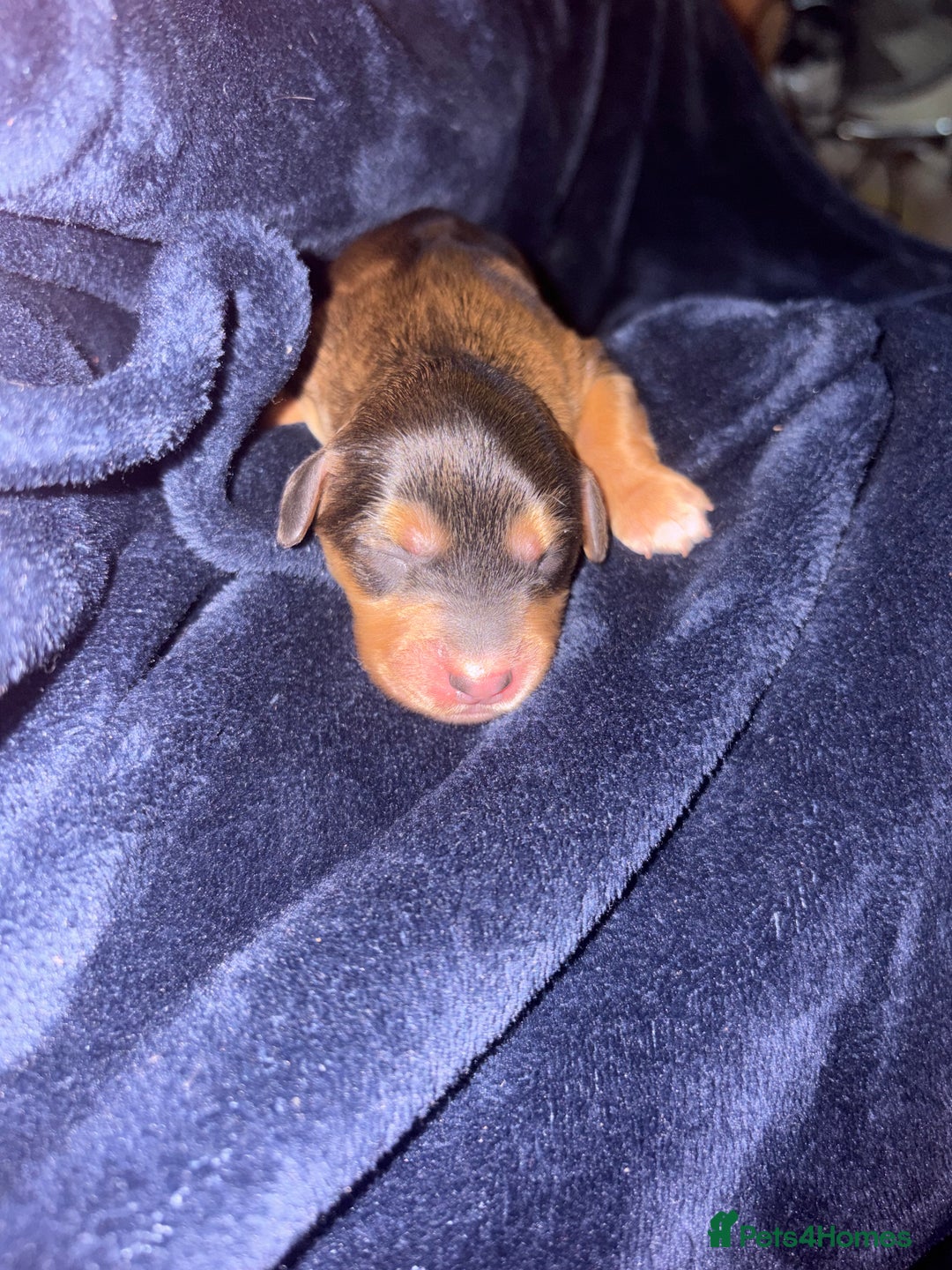 Mixed Breed dogs for sale: ❣️ beautiful Puppie’s ❣️ - Image 15