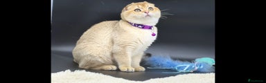 Scottish Fold Girl Kitten