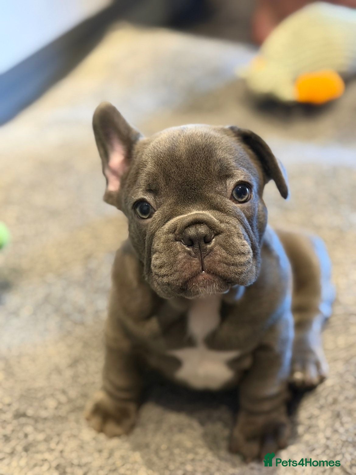 French Bulldog dogs Beautiful French Bulldog Puppies - Advert 18