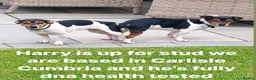 Jack Russell dogs for stud:  Miniature Jack Russell STUD & DNA Health Tested - Advert 6