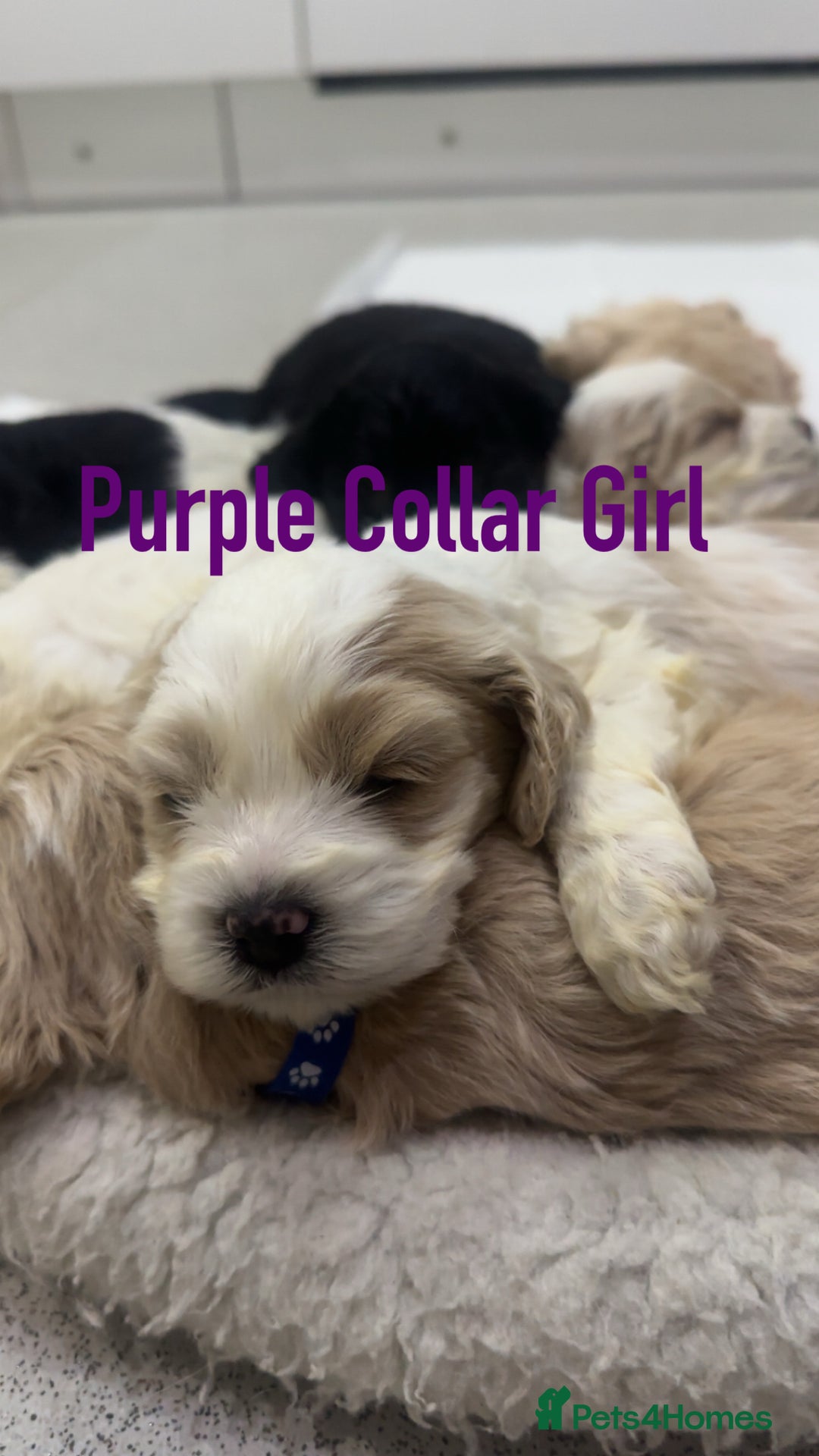 Cockapoo dogs for sale: Cockerpoo puppies  - Advert 20