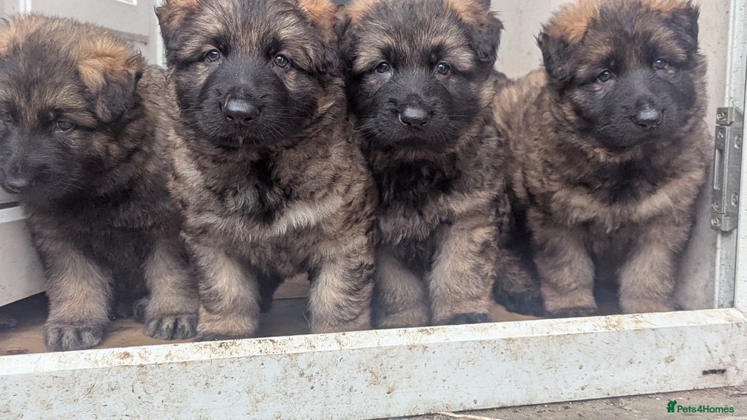 German Shepherd dogs for sale: Chunky GSD pups - Image 1