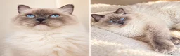 Ragdoll cats for sale: Blue Point Ragdolls  - Advert 3
