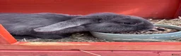 Mini Lop rabbits for sale: Rabbit for Sale  - Advert 3