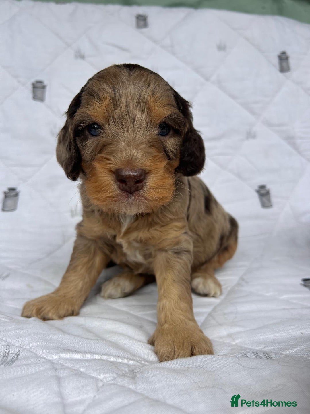 Cockapoo dogs for sale: Cockapoo puppies beautiful colours  - Image 19