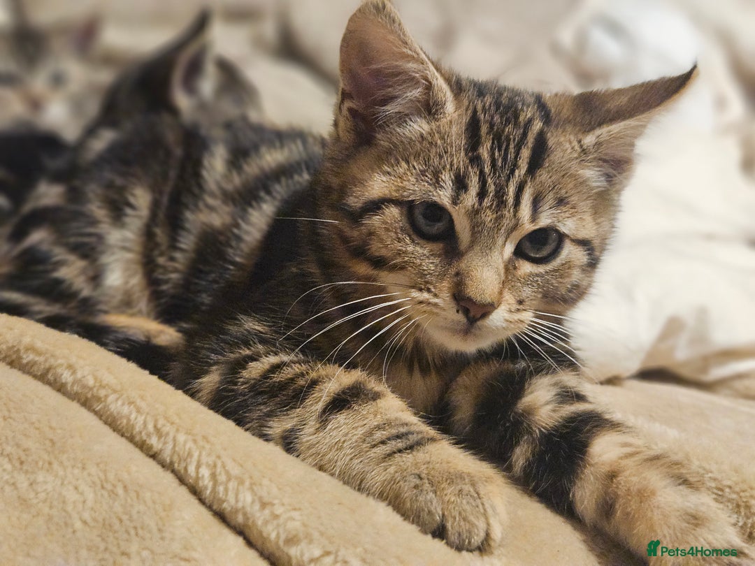 Bengal cats for sale: Adorable Half Bengal Kittens - Advert 15