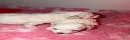 Bichon Frise dogs for sale: Exquisite KC Reg Bichon Frise Outstanding Pedigree - Advert 15