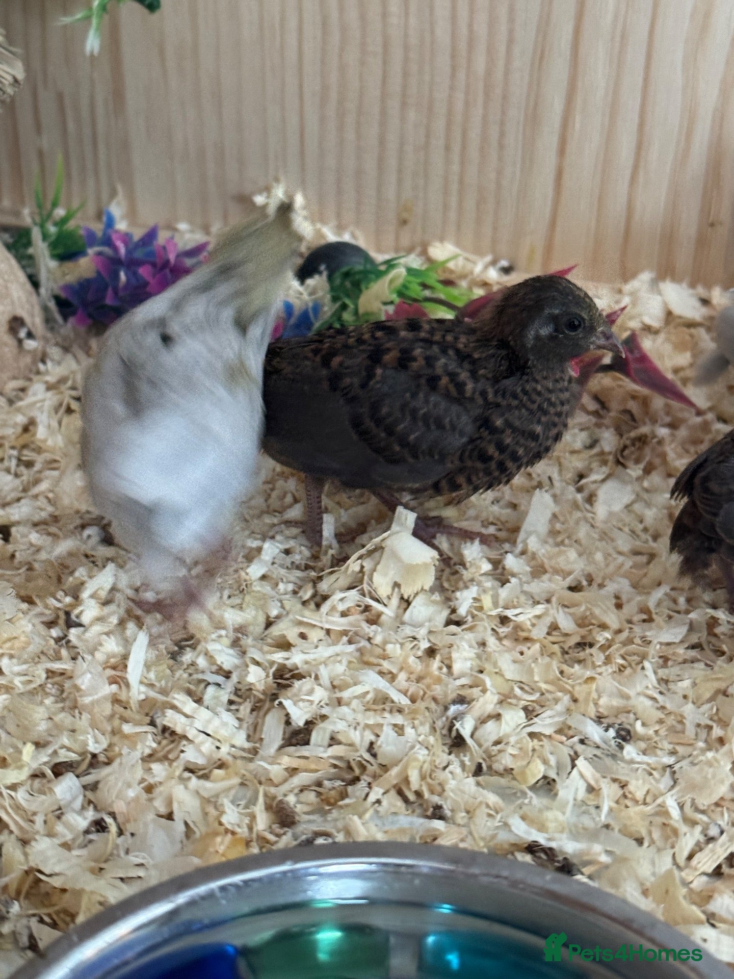 Quail poultry Button Quail  - Advert 16