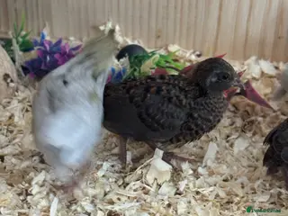 Quail poultry Button Quail - Advert 16