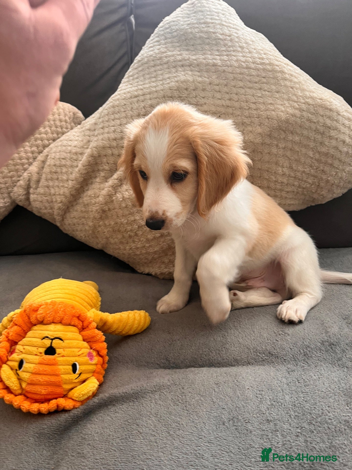 Cockapoo dogs 1 BOY LEFT READY NOW COCKERPOO PUPPIES - Advert 1