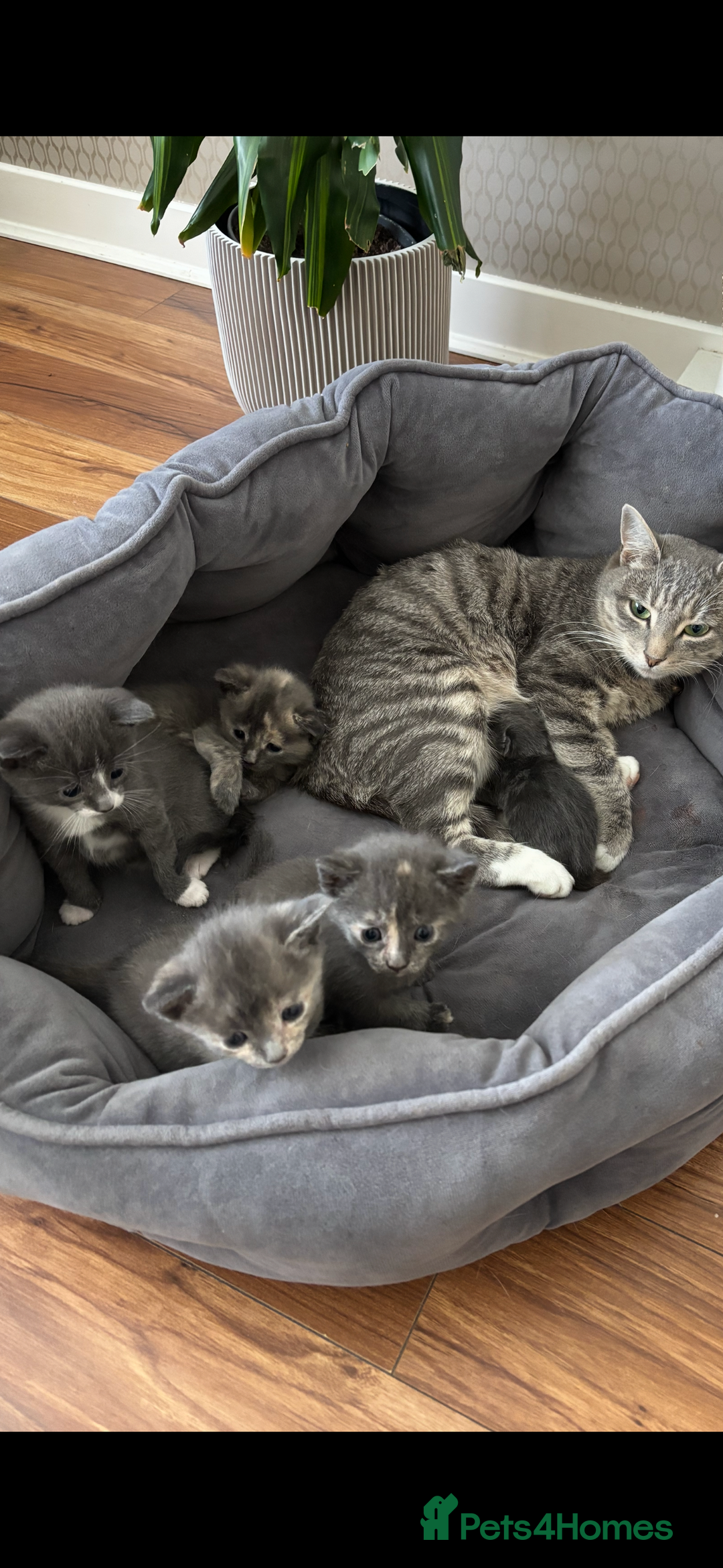 Domestic Shorthair cats for sale: Beautiful girl kittens available - Image 20