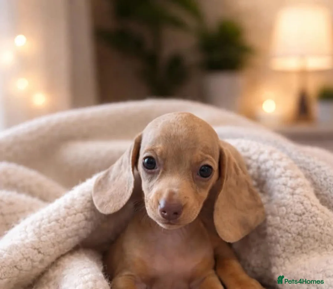 Miniature Dachshund dogs for sale: Miniature dachshund  in Ilford - Advert 1