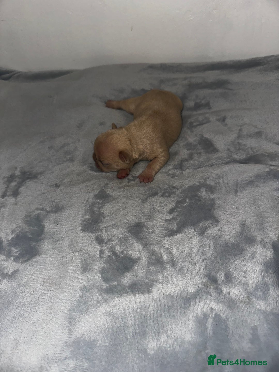 French Bulldog dogs for sale: DWKC French bulldog puppies - Advert 15