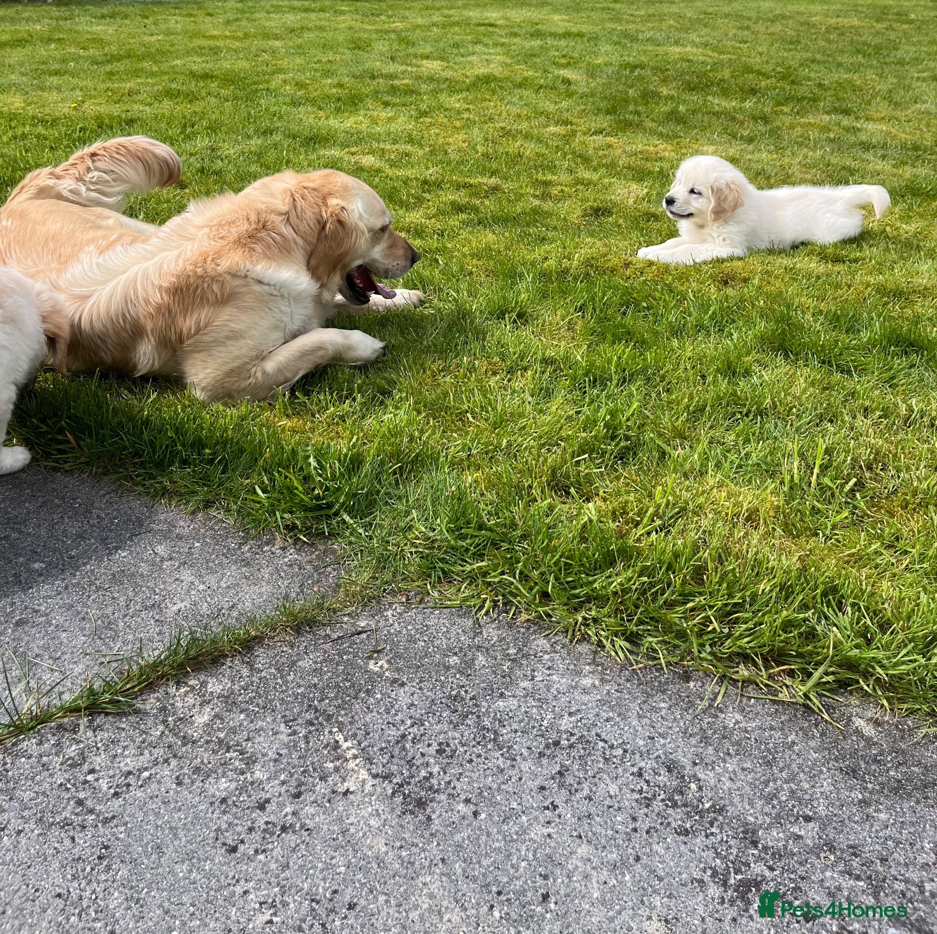 Golden Retriever dogs Extensively health tested KC reg Holden retrievers - Advert 2
