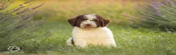 Spanish Water Dog dogs for sale: Spanish water dog  - Advert 6