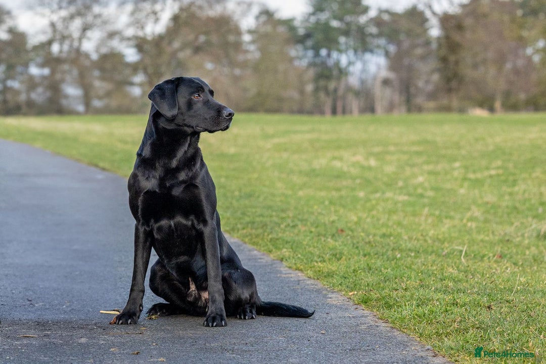 Labrador Retriever dogs for sale: KC registered black lab puppies - Image 6