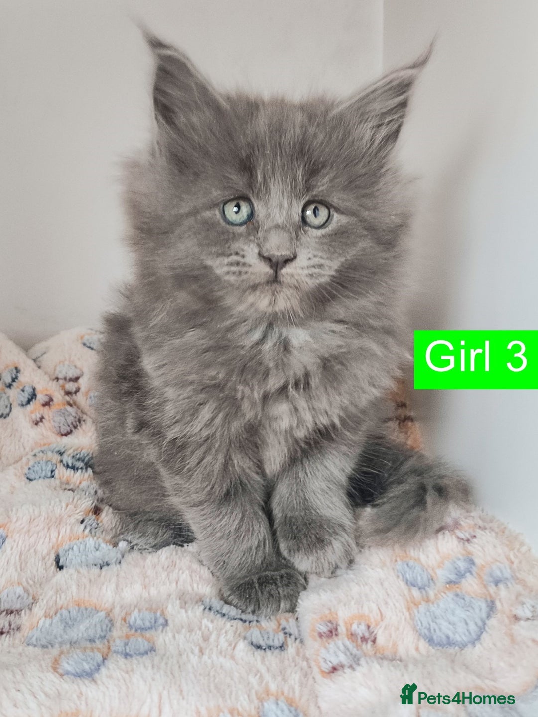 Maine Coon cats for sale: Blue Maine coon kittens + DNA health tested  - Advert 34