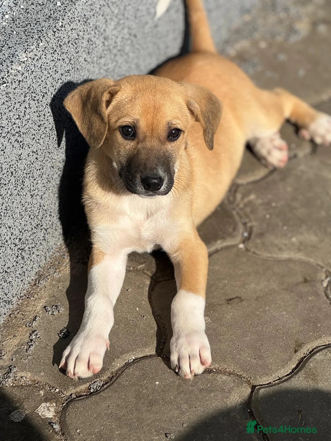 Mixed Breed dogs for adoption: JERRY – a Golden-Hearted Boy with a Playful Spirit - Advert 3