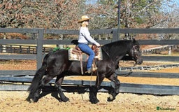 Friesian horses for sale: Cody Friesian Dressage Family Trails Gentle - Image 3