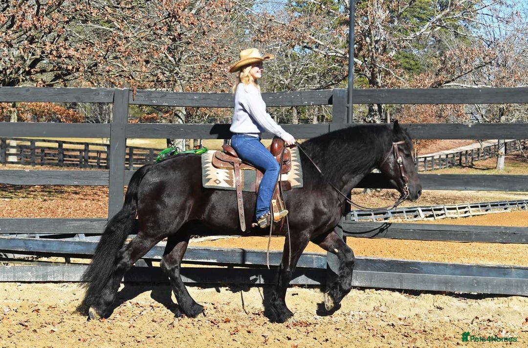 Friesian horses for sale: Cody Friesian Dressage Family Trails Gentle - Image 3
