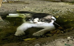 Mixed Breed cats for adoption: Meet Charli - Image 11
