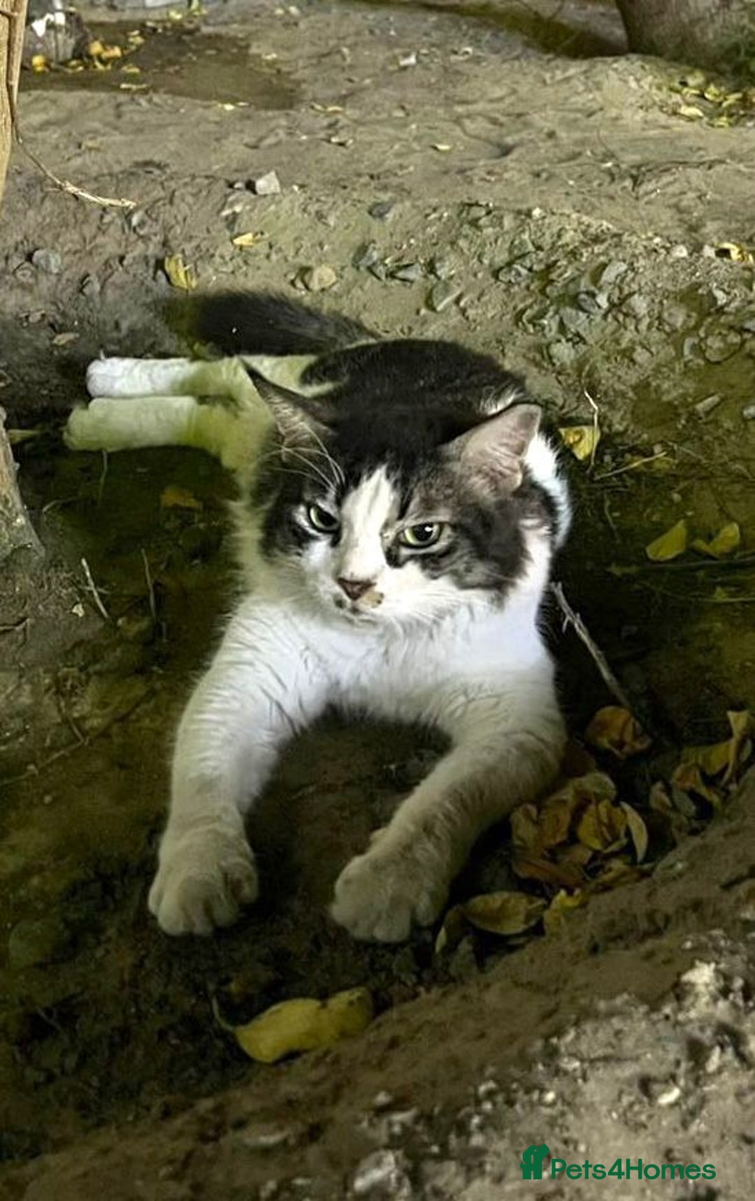 Mixed Breed cats for adoption: Meet Charli - Image 11