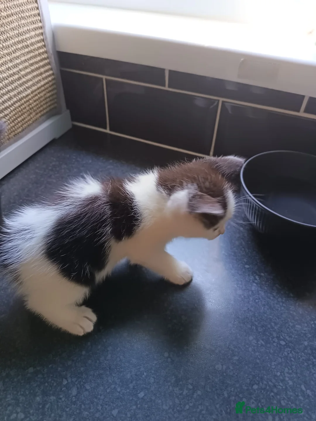 Mixed Breed cats for sale: 6 week old kittens (Not ready to leave mum yet) in Bradford - Advert 2