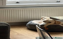 Labrador Retriever dogs for sale: Labrador Looking for His Forever Home - Image 8