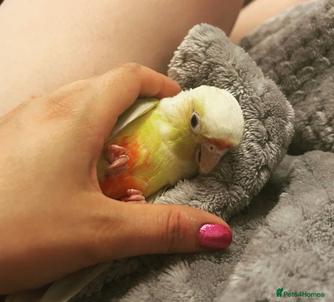 Conures birds for sale: Hand tame conure - Image 4