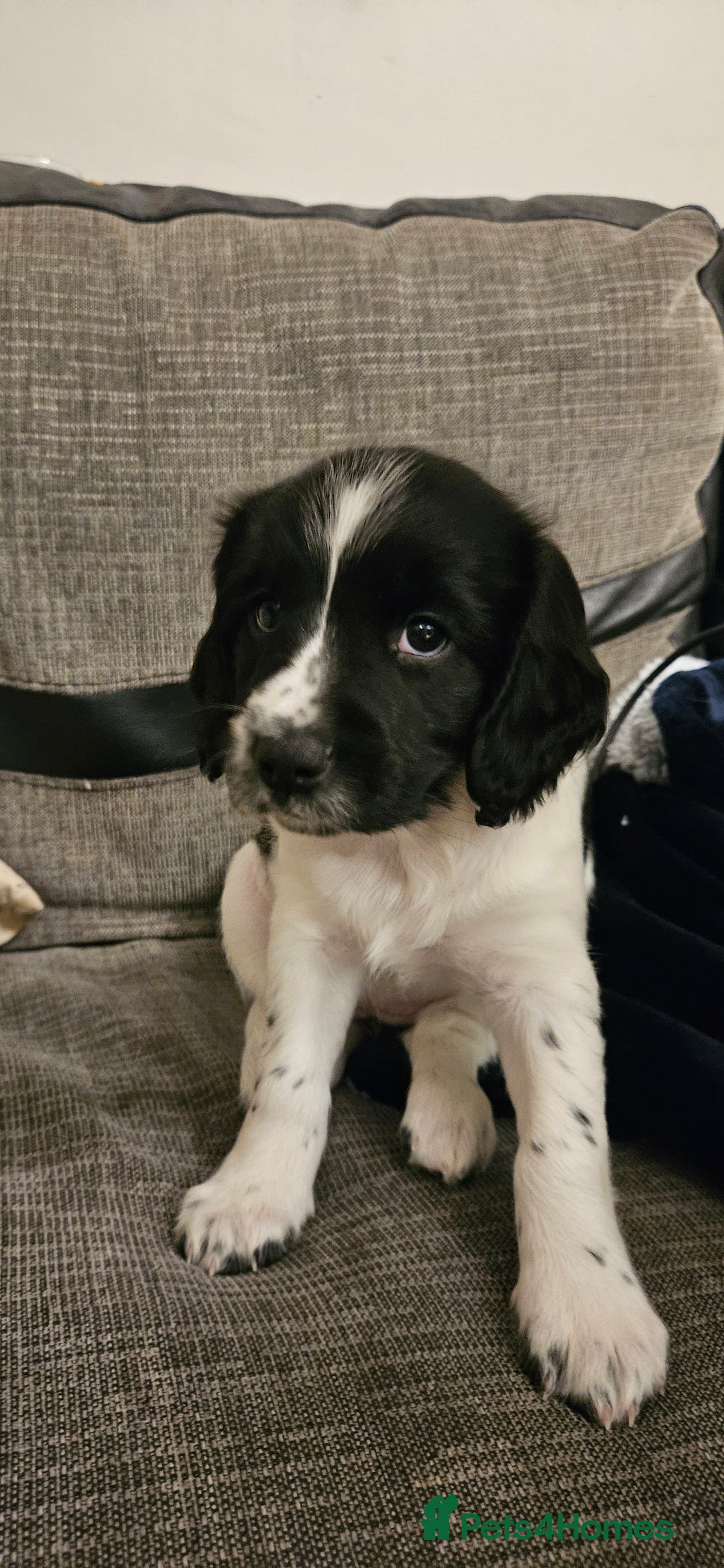 English Springer Spaniel dogs for sale: ✨ KC Registered Springer Spaniel Puppies ✨ - Advert 29