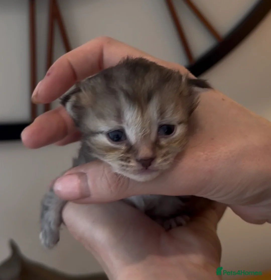 Siberian cats for sale: Siberian Kittens (group 2) - Advert 2