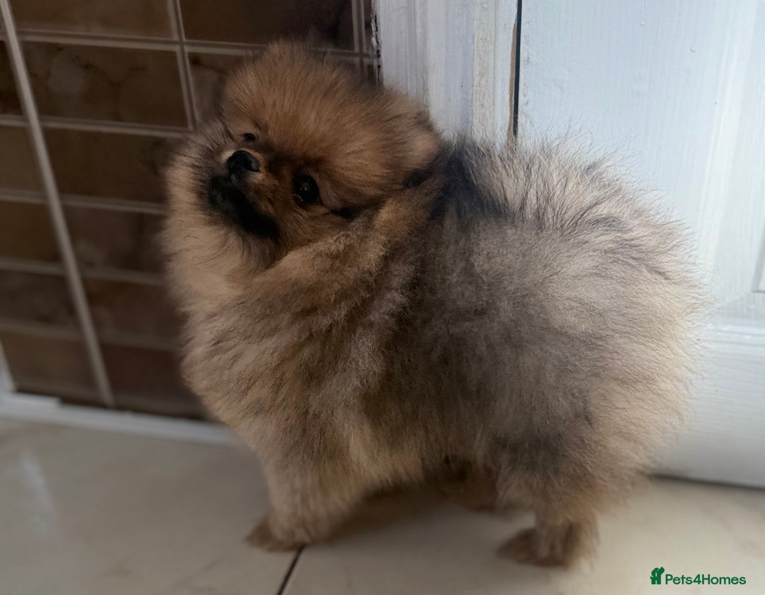 Pomeranian dogs for sale: Pomeranian Girl . Ready to go new home  - Image 5