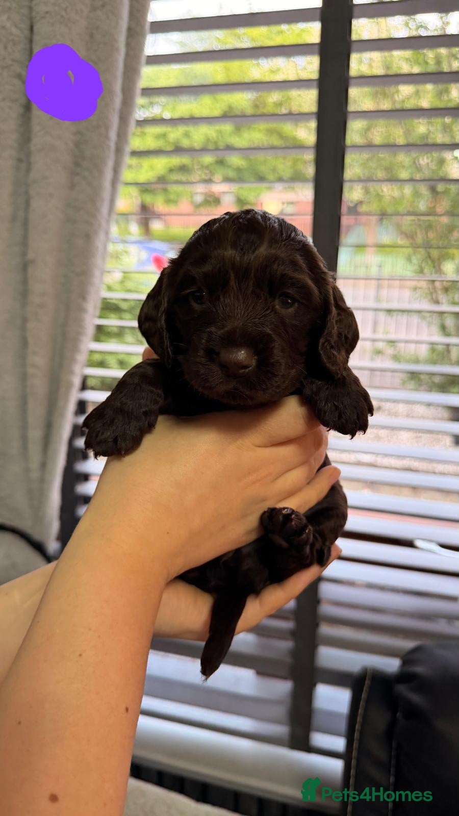 Cocker Spaniel dogs for sale: KC Reg Working Cocker Spaniel Pups ** 1 Boy Left** - Advert 20