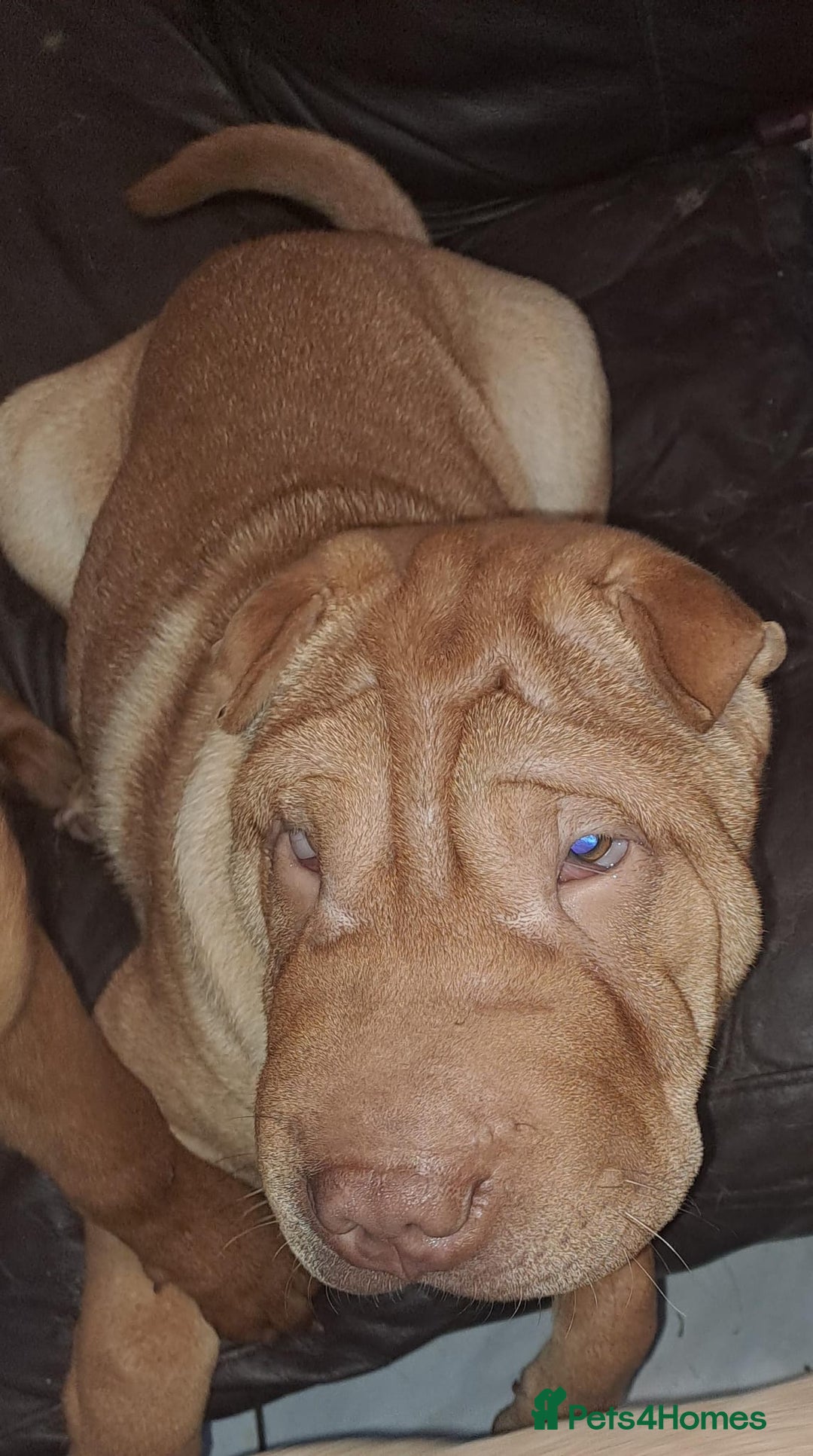 Shar Pei dogs for sale: Shar pei puppies 3 months old  - Advert 9