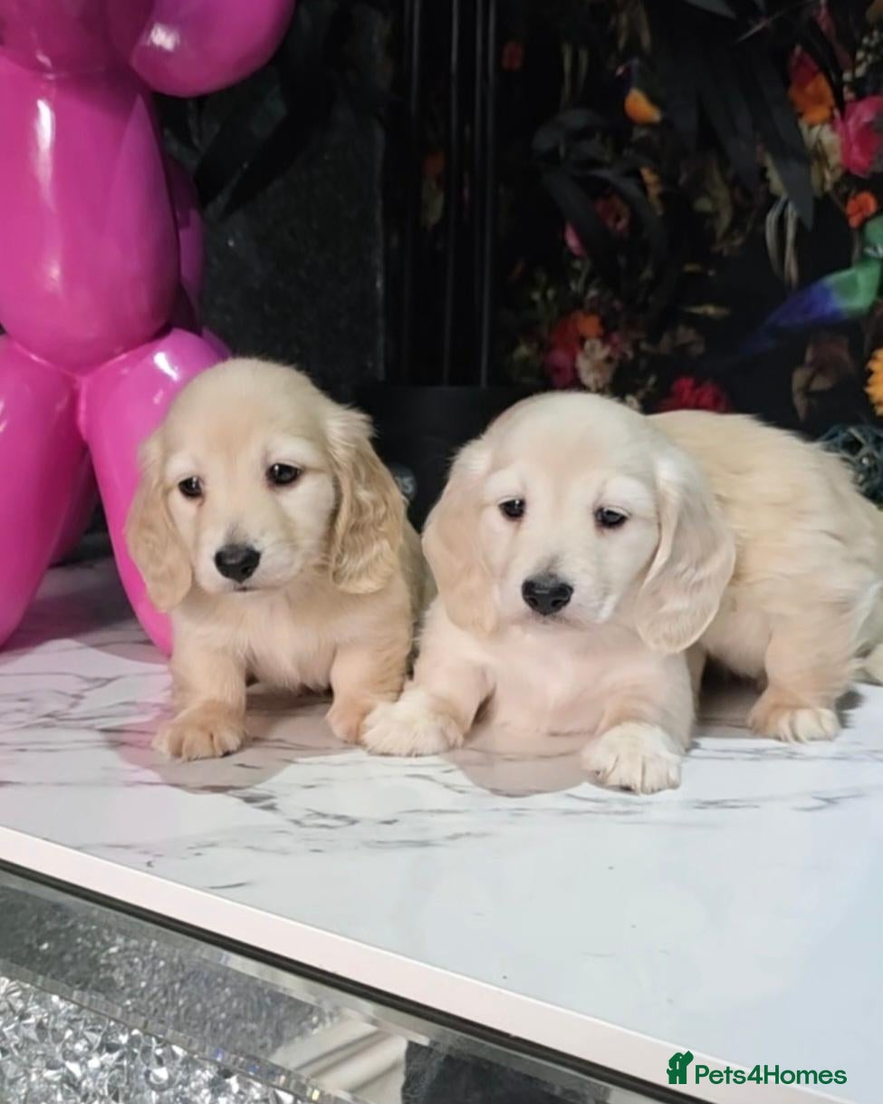 Miniature Dachshund dogs for sale: Clear cream miniature long-haired Dachshunds - Advert 1