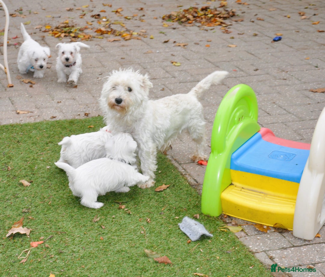 West Highland Terrier dogs for sale: Gorgeous West Highland Terrier Puppies - Image 17