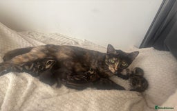 Mixed Breed cats for sale: Beautiful mixed breed kittens - Image 10