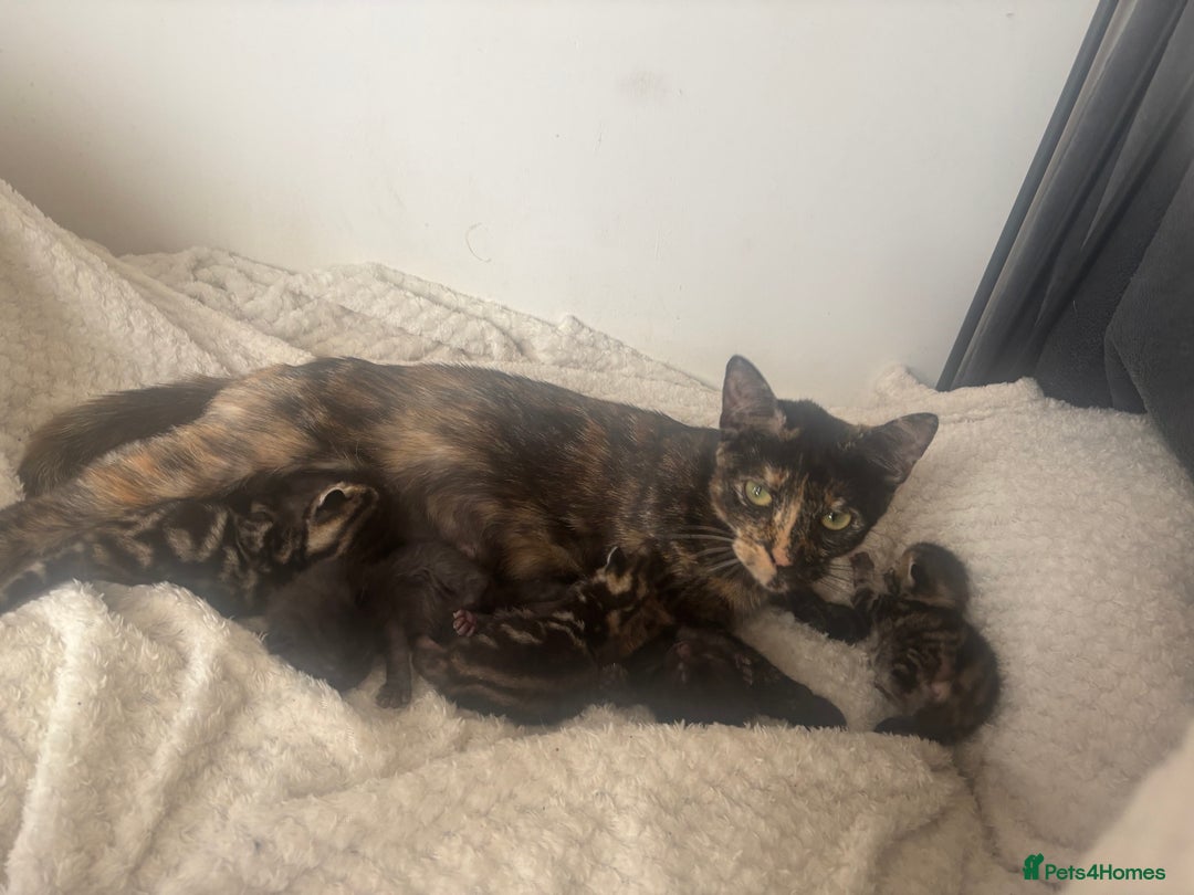 Mixed Breed cats for sale: Beautiful mixed breed kittens - Image 10