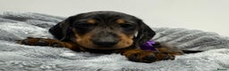 Miniature Dachshund dogs for sale: Gorgeous Miniature Dachshunds - Advert 24