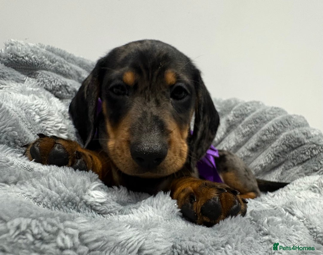 Miniature Dachshund dogs for sale: Gorgeous Miniature Dachshunds - Advert 24
