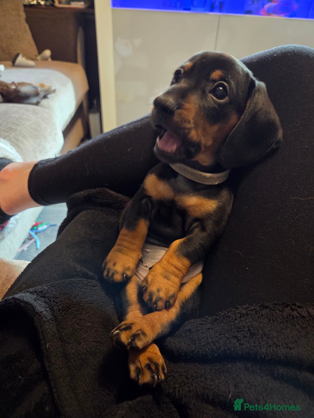 Miniature Dachshund dogs for sale: Only 4 beautiful miniature dachshund puppies - Advert 24