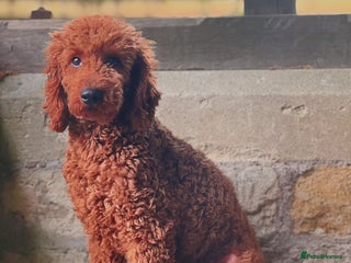 Cockapoo dogs in Chippenham - Advert 1