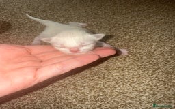 Ragdoll cats for sale: Ragdoll kittens🐈 - Image 6