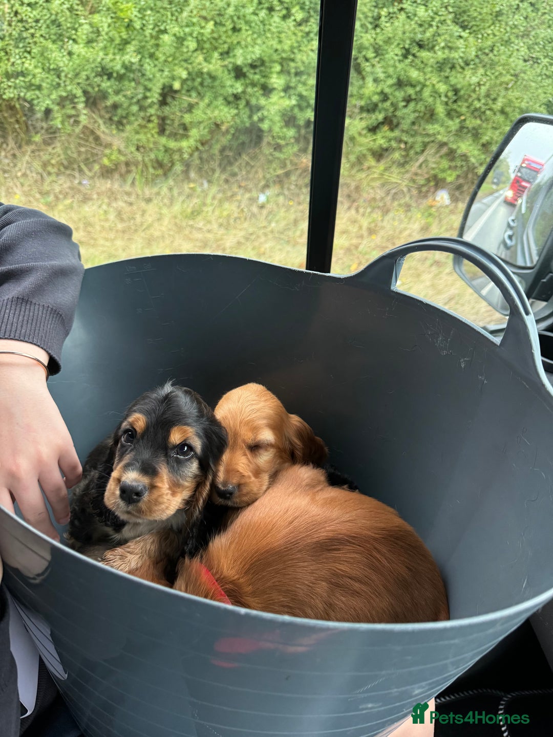 Cocker Spaniel dogs for sale: Show cocker spaniels  - Image 8
