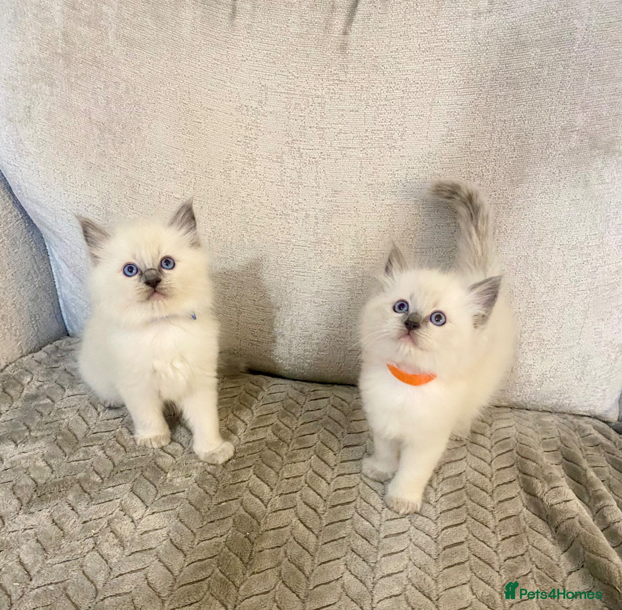 Ragdoll cats Ragdoll kittens  - Advert 1