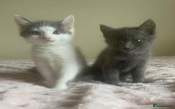 Ragdoll cats for sale: Ragdoll X Maine Coon Kittens  - Image 8