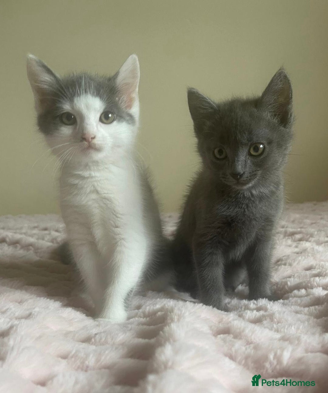 Ragdoll cats for sale: Ragdoll X Maine Coon Kittens  - Image 8