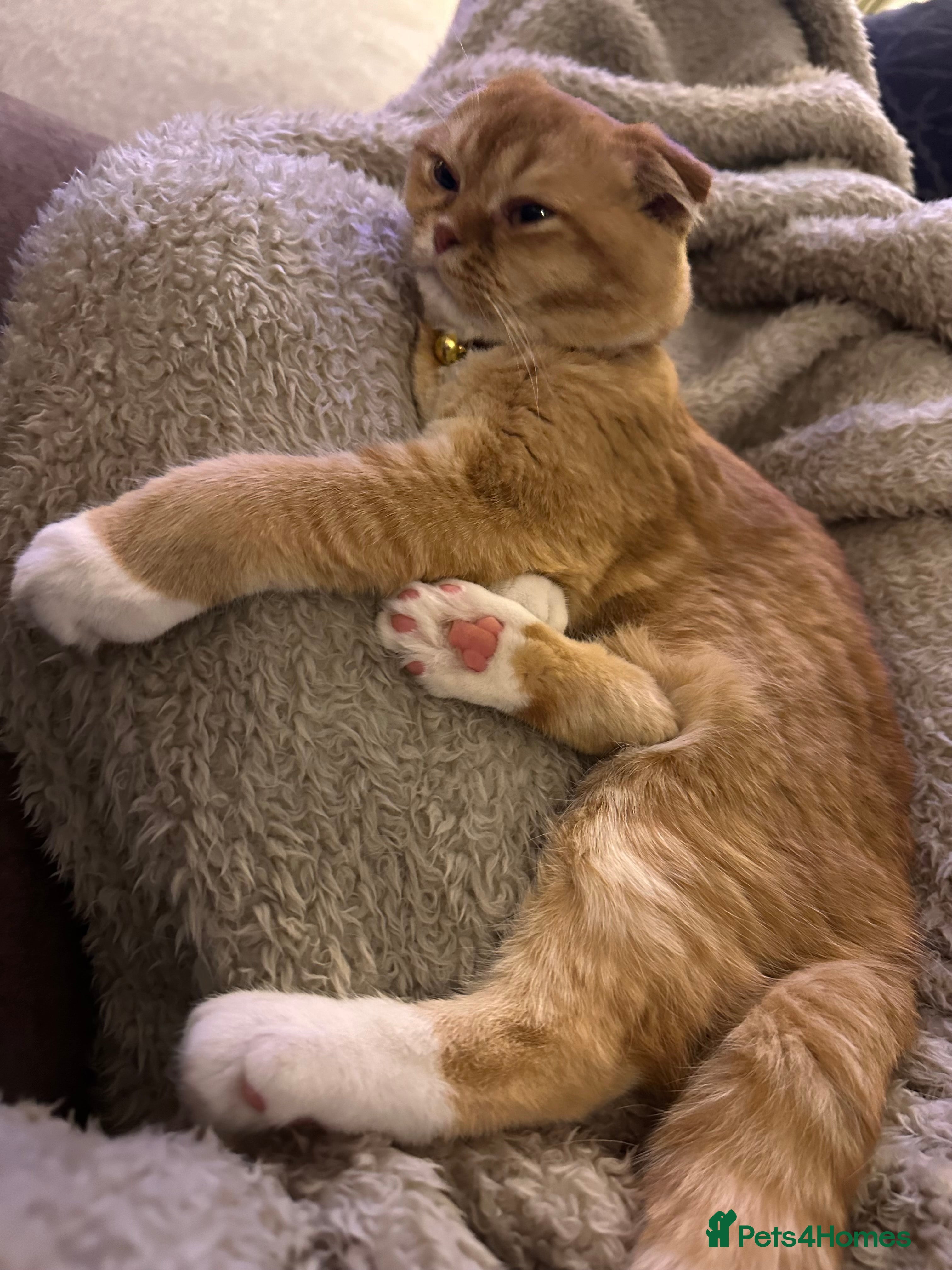 Scottish Fold cats Coco & Pumpkin  - Advert 1