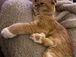 Scottish Fold cats Coco & Pumpkin - Advert 1