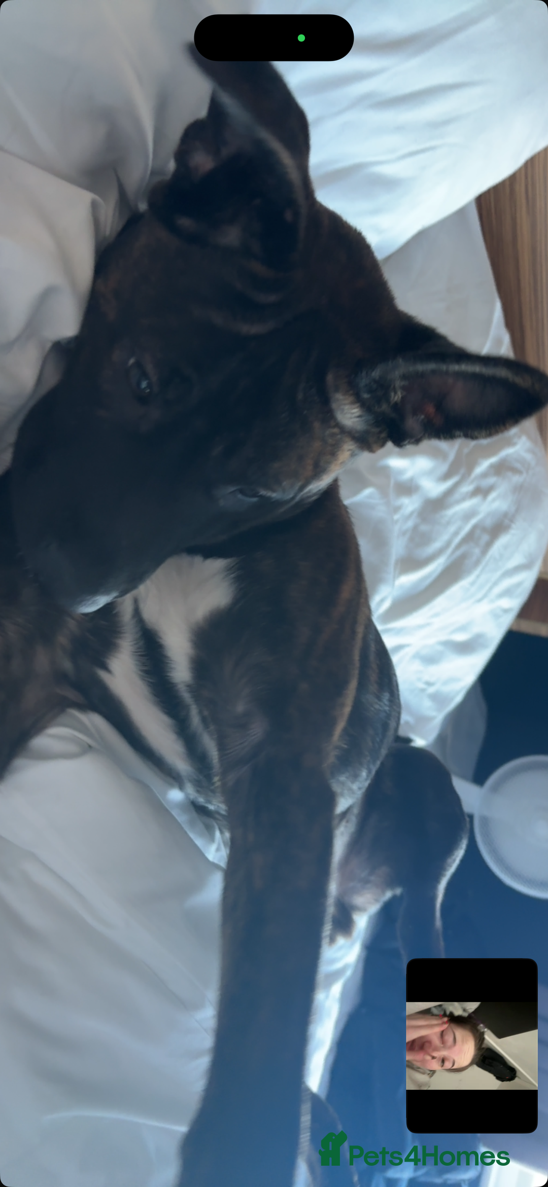 Mixed Breed dogs for sale: Zeus - Belgian malinois x Japanese Akita - Advert 4